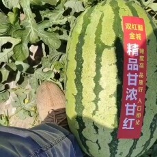 蒲城县陕西蒲城大棚西瓜
