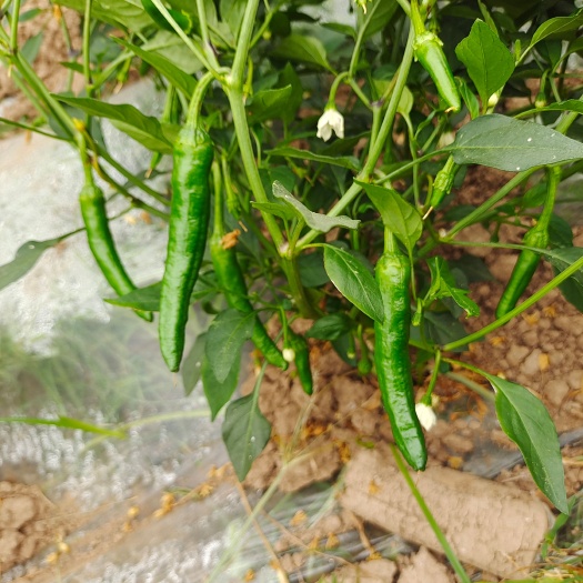 湘阴县正宗樟树港辣椒