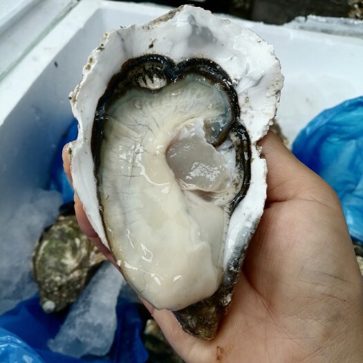 佛山新鲜肥蚝，肉质鲜嫩，品质上乘