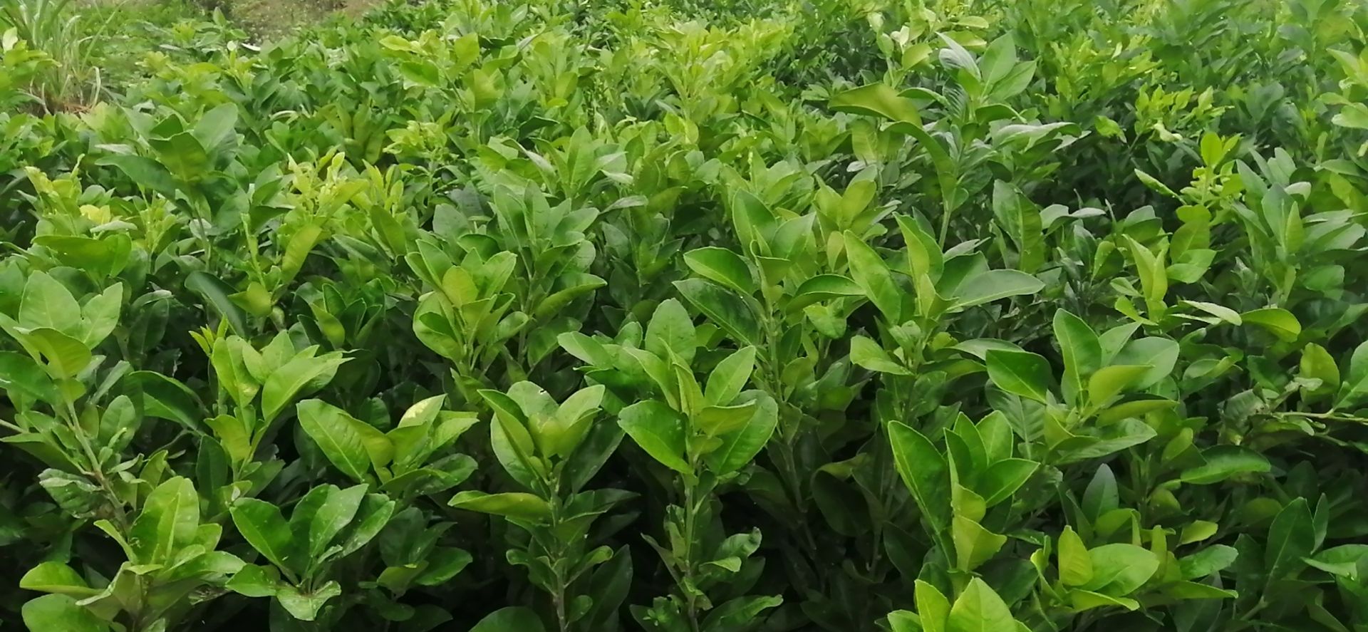 泰国青柚苗  泰国红宝石青柚苗