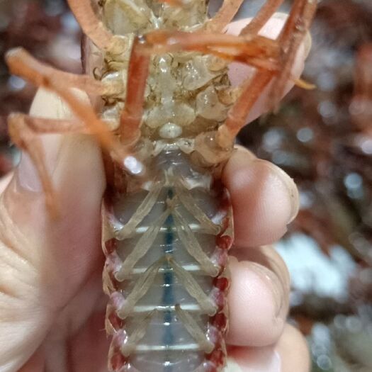 洪湖市小龙虾