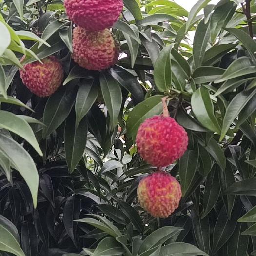 惠东县一件代发无核荔枝荔枝王糯米糍桂味各种可以一件代发