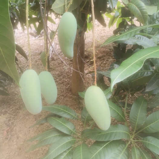百色广西百色芒果  自家果园 精品选摘 现摘现发