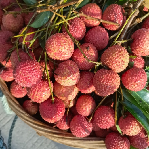 博白县广西正宗桂味荔枝
