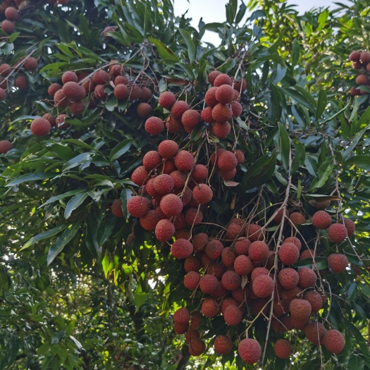 藤县黑叶荔枝可大量上市，有现货。