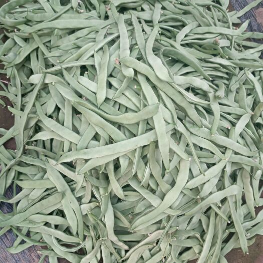 清丰县芸豆角无丝豆