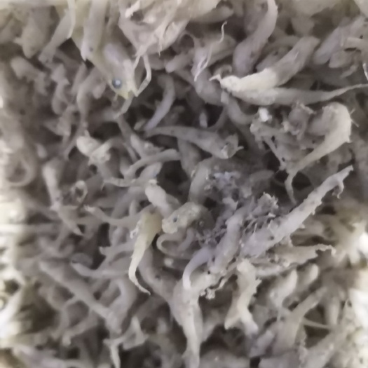 滨州优质饵料鱼，大量上市了，质优价廉，纯一手货源。