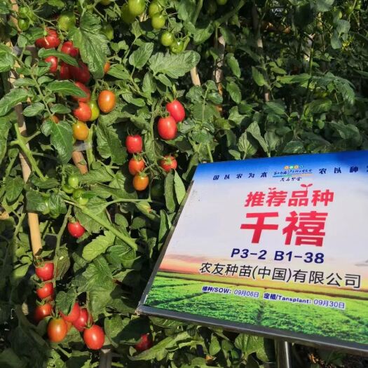 灵山县【农友】千禧小番茄苗嫁接苗圣女果苗抗病性强甜度高苗场直供出苗