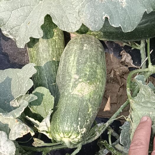 辛集市头茬羊角蜜甜瓜