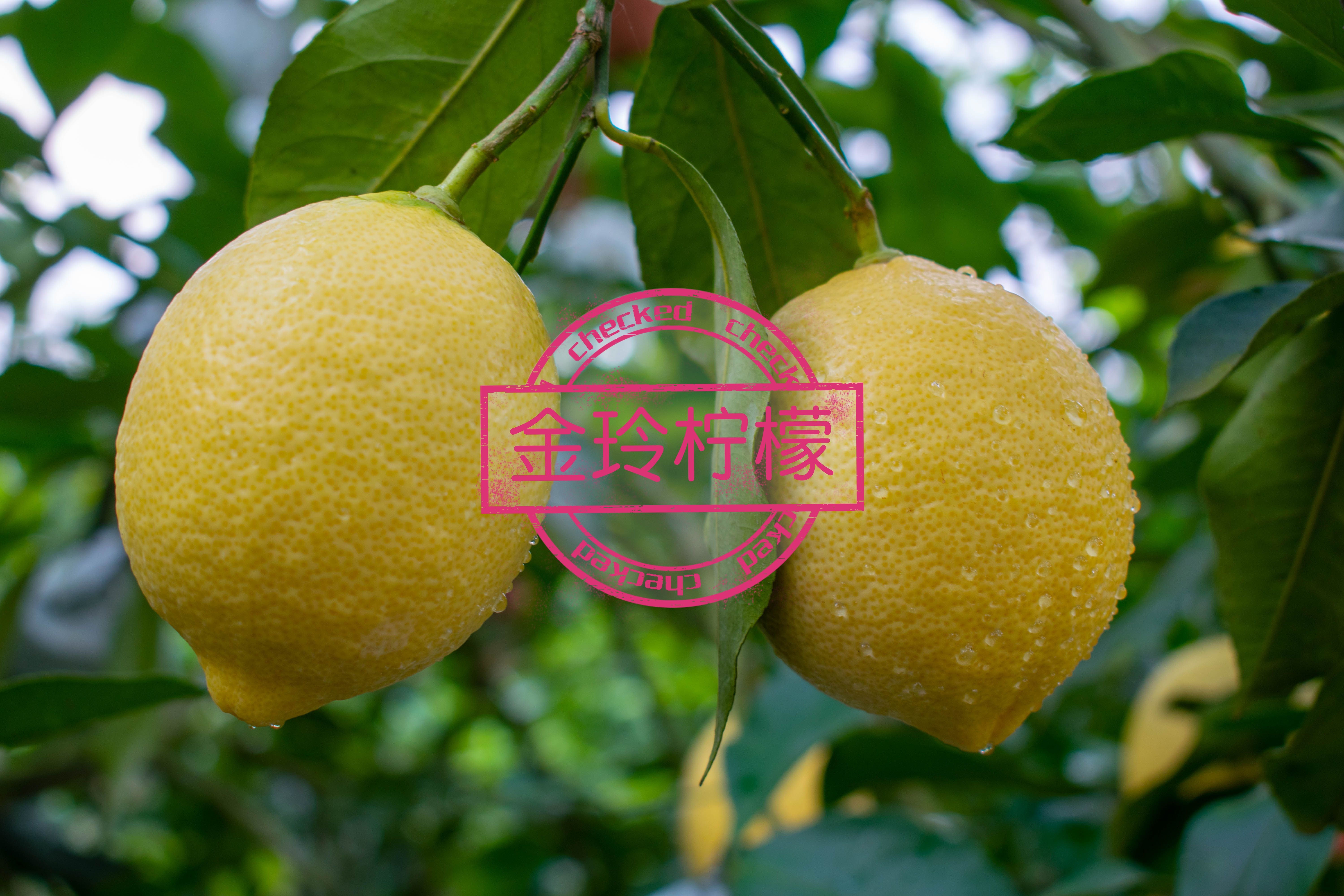 安岳县尤力克柠檬 安岳黄柠檬1.2级果、果园产地直销、新鲜多汁。