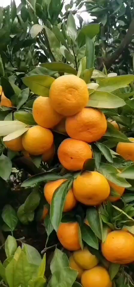 豐碩果蔬批發(fā)