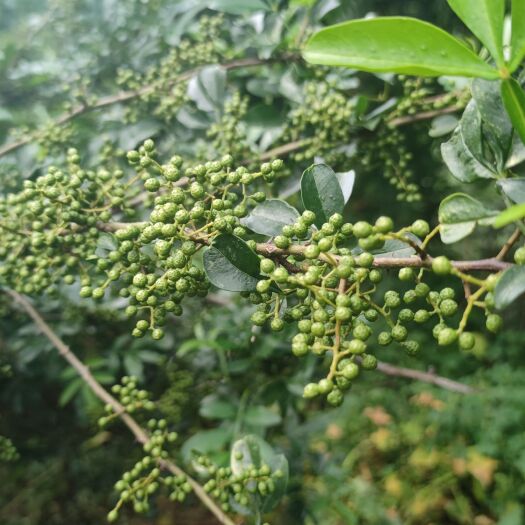 攀枝花藤椒