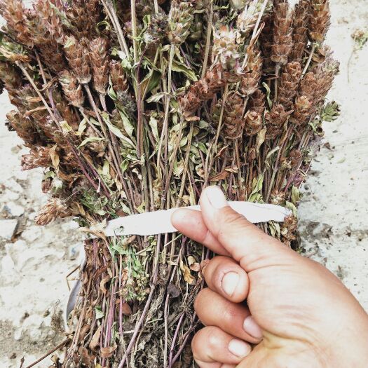 确山县夏枯草2025新货，颜色靓丽，含量高！产地直发！品质保证