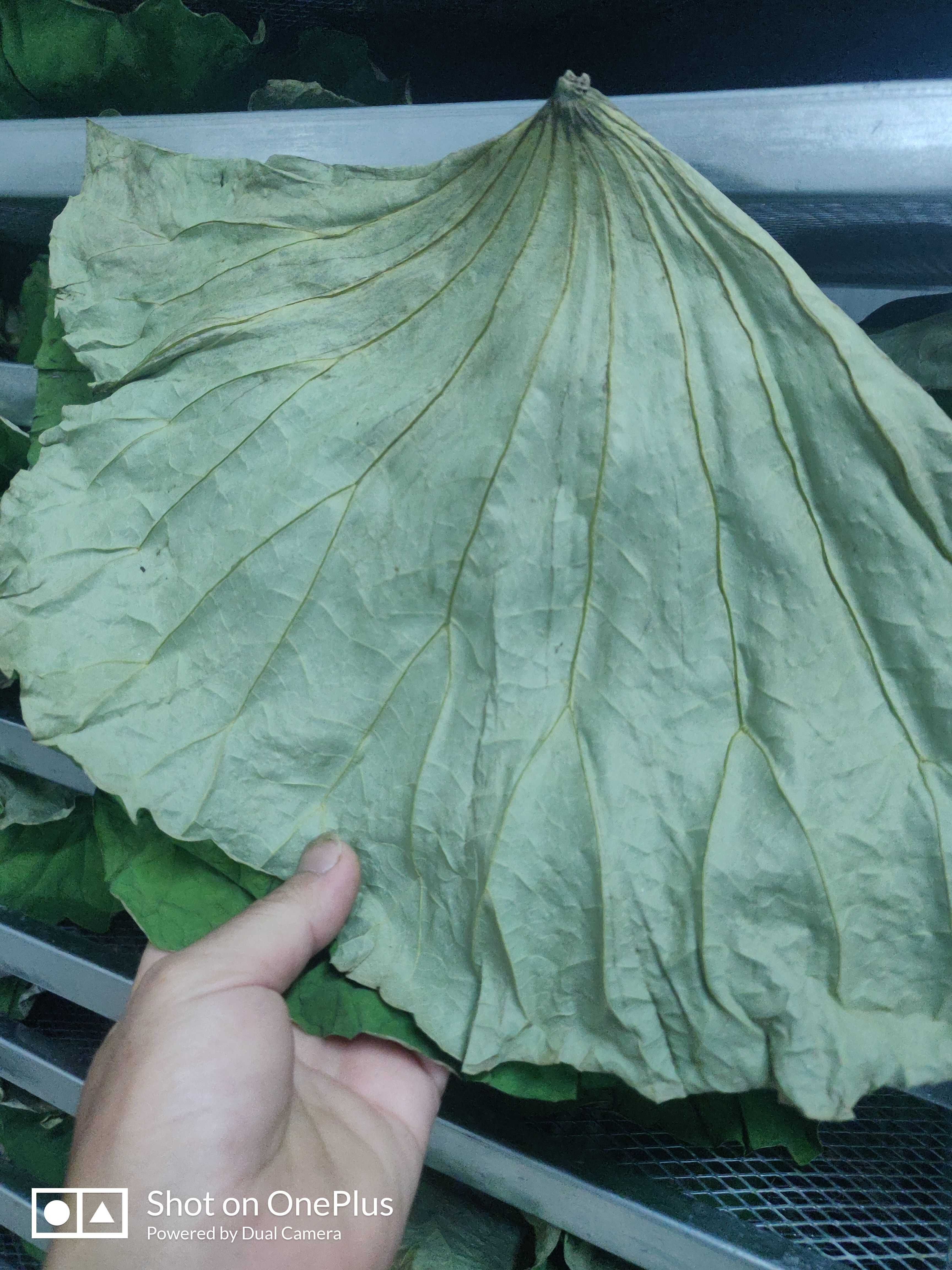 荷叶  产地直销，货真价实！诚信第一！质量保证！