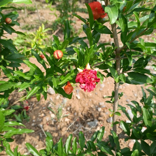 枣庄2公分牡丹花石榴