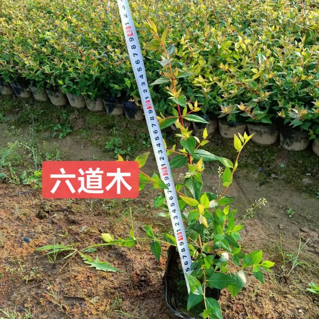 六道木杯苗地苗是园林庭院绿化