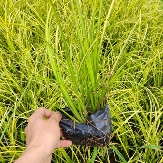 金叶菖蒲  金边菖蒲黄菖蒲高15到20厘米福建漳州苗木基地