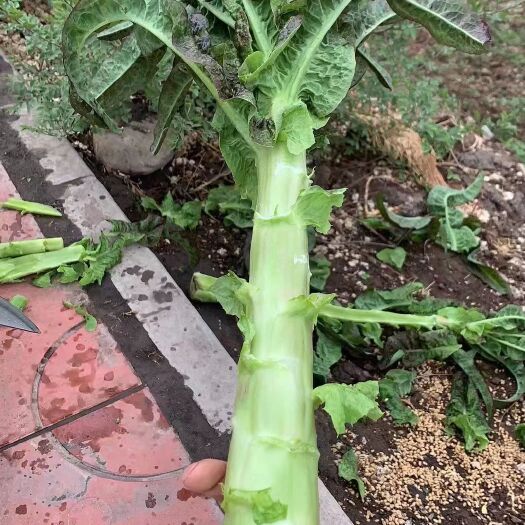 定西高原夏菜红叶莴笋量大，食品有限公司转共