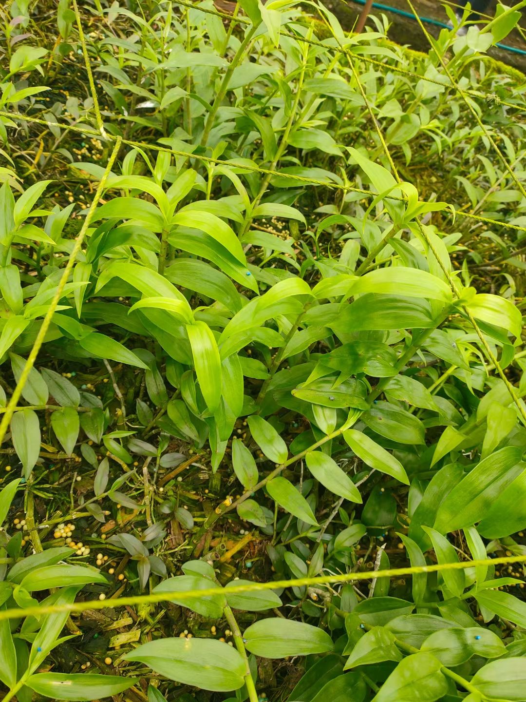 爆花型天宫石斛绿植花卉盆栽适合倒挂做花墙素材附生植物