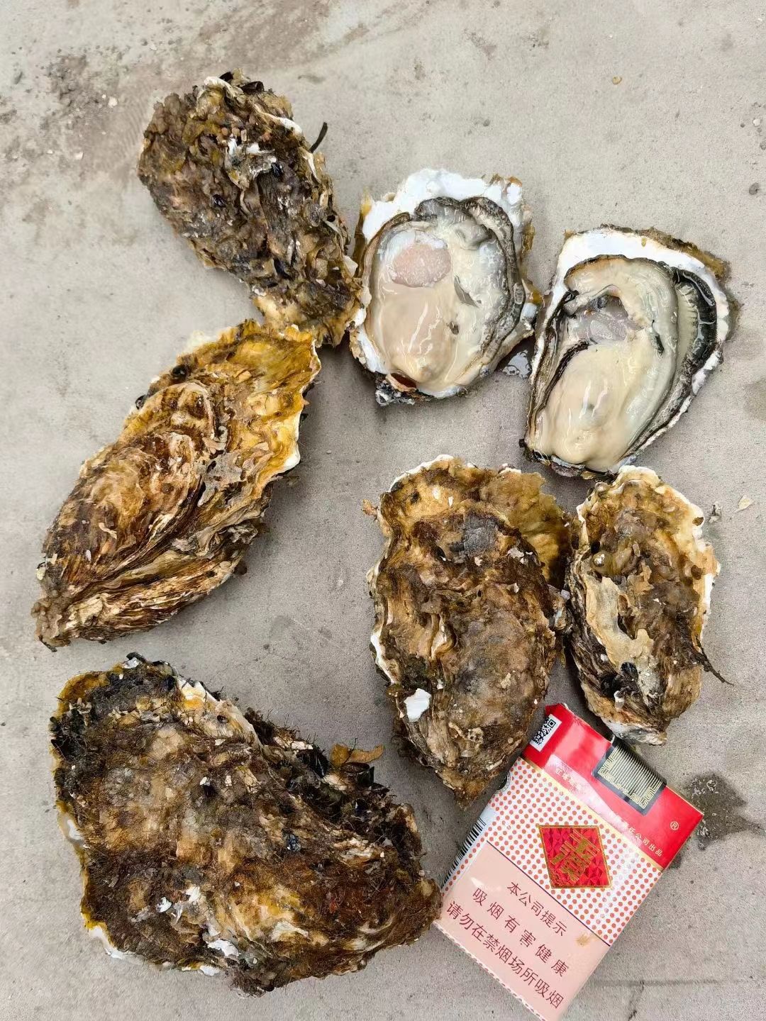 三倍体生蚝大量出货中