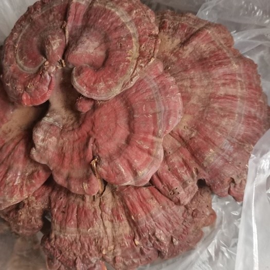 广南县赤红灵芝