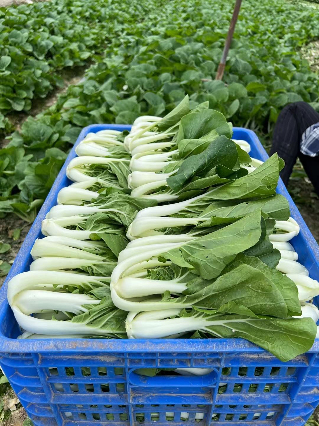 正宗开平壶型矮脚水口白菜