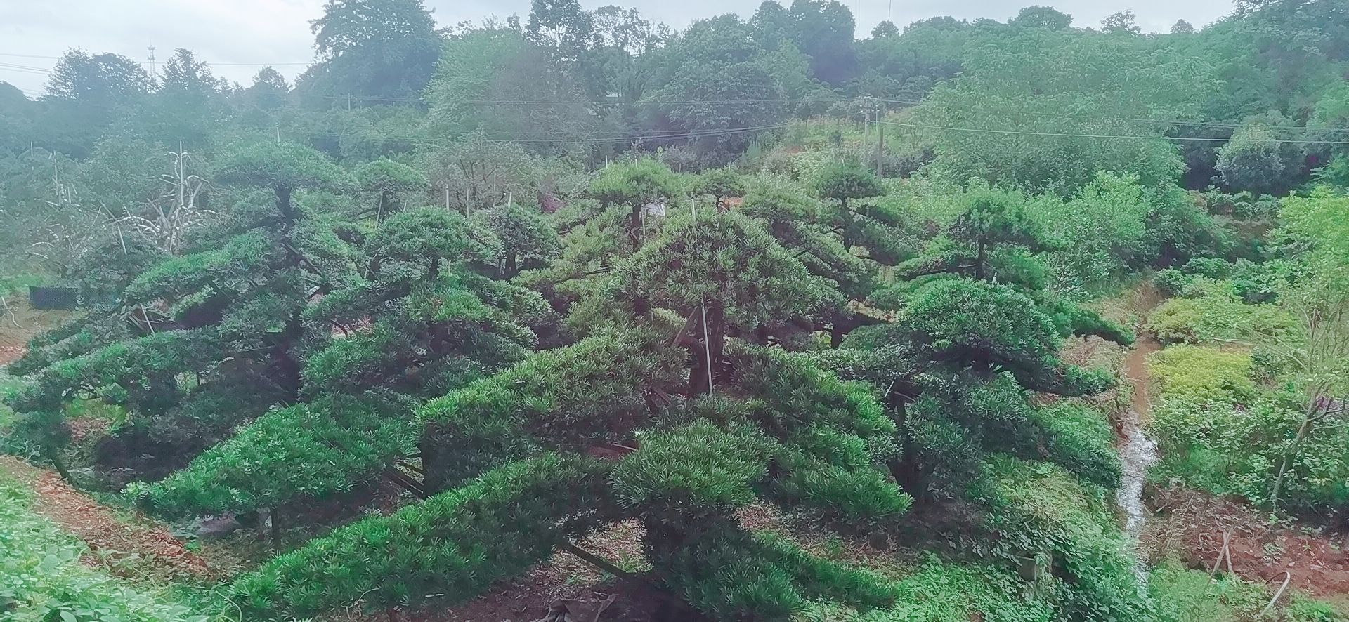浏阳市造型树造型罗汉松15-28公分