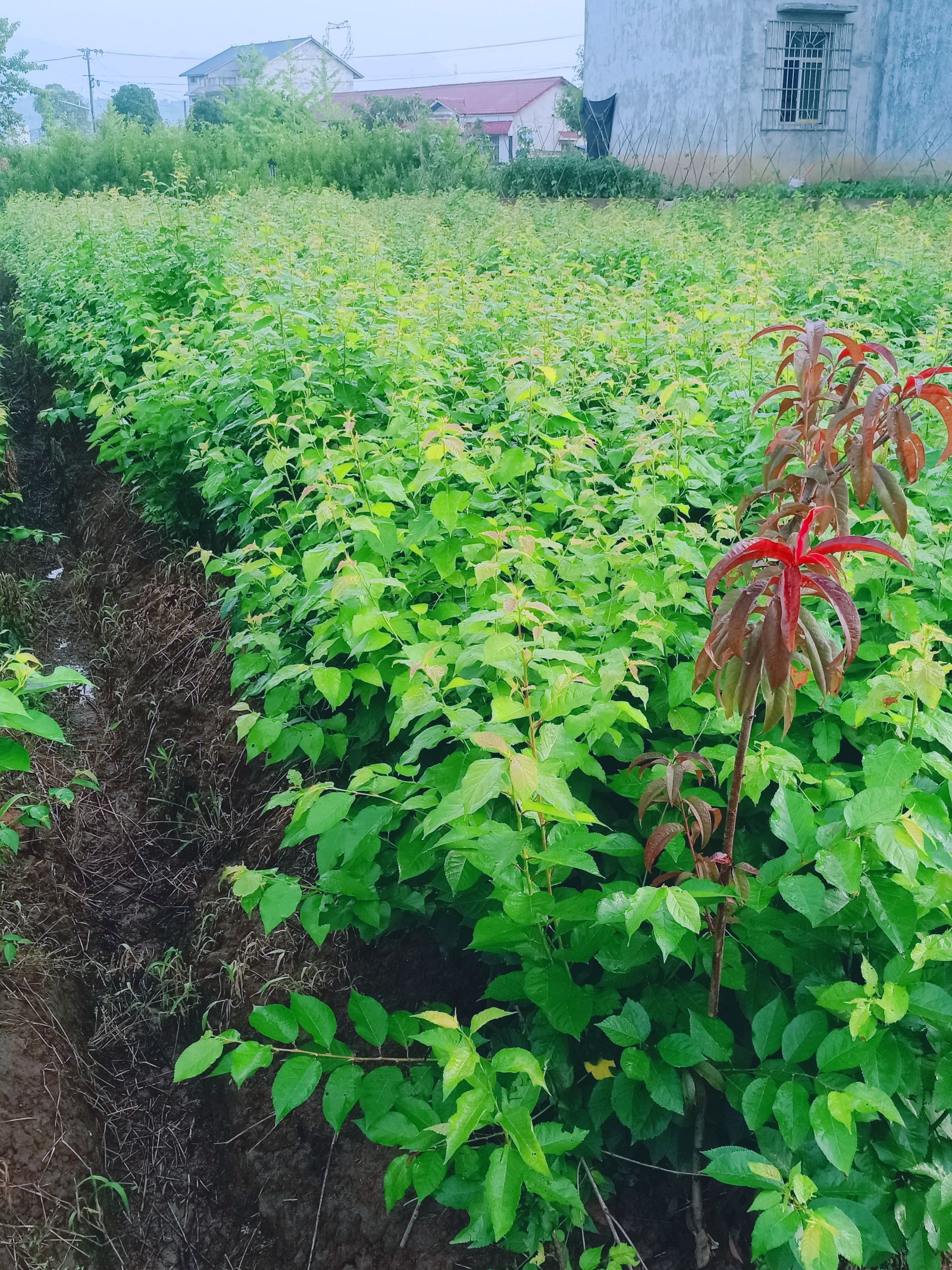 突尼斯软籽石榴树苗