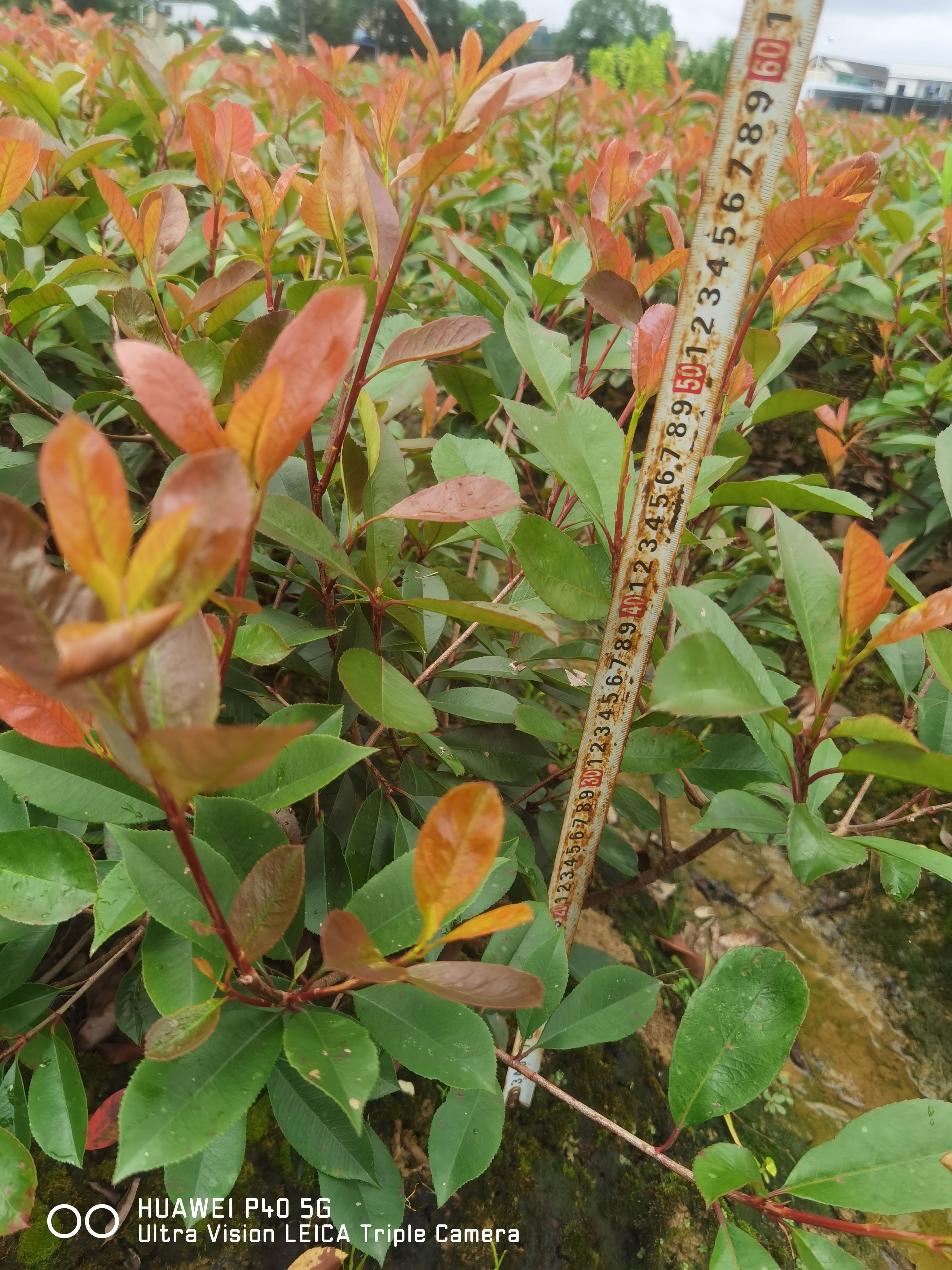 红叶石楠地苗/杯苗/小毛球