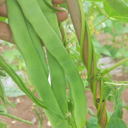 徽县新鲜四季豆扁豆现摘现发量大从优