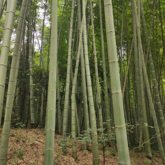 桃源县南竹 麻竹大批量供应优质各种大小竹子