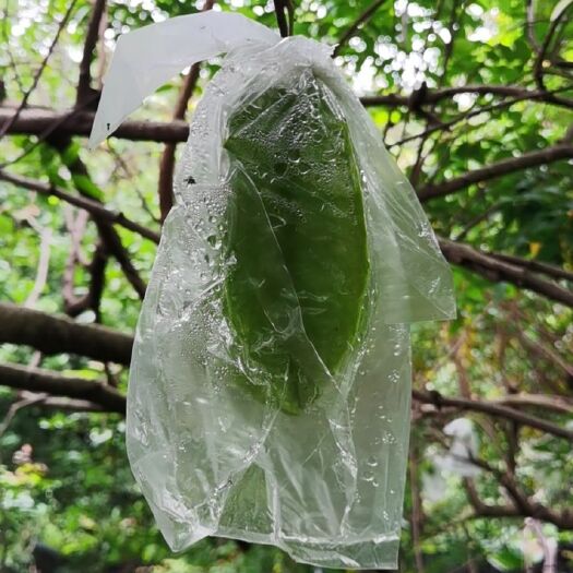 福建漳州云霄下河杨桃，香蜜杨桃，青果杨桃