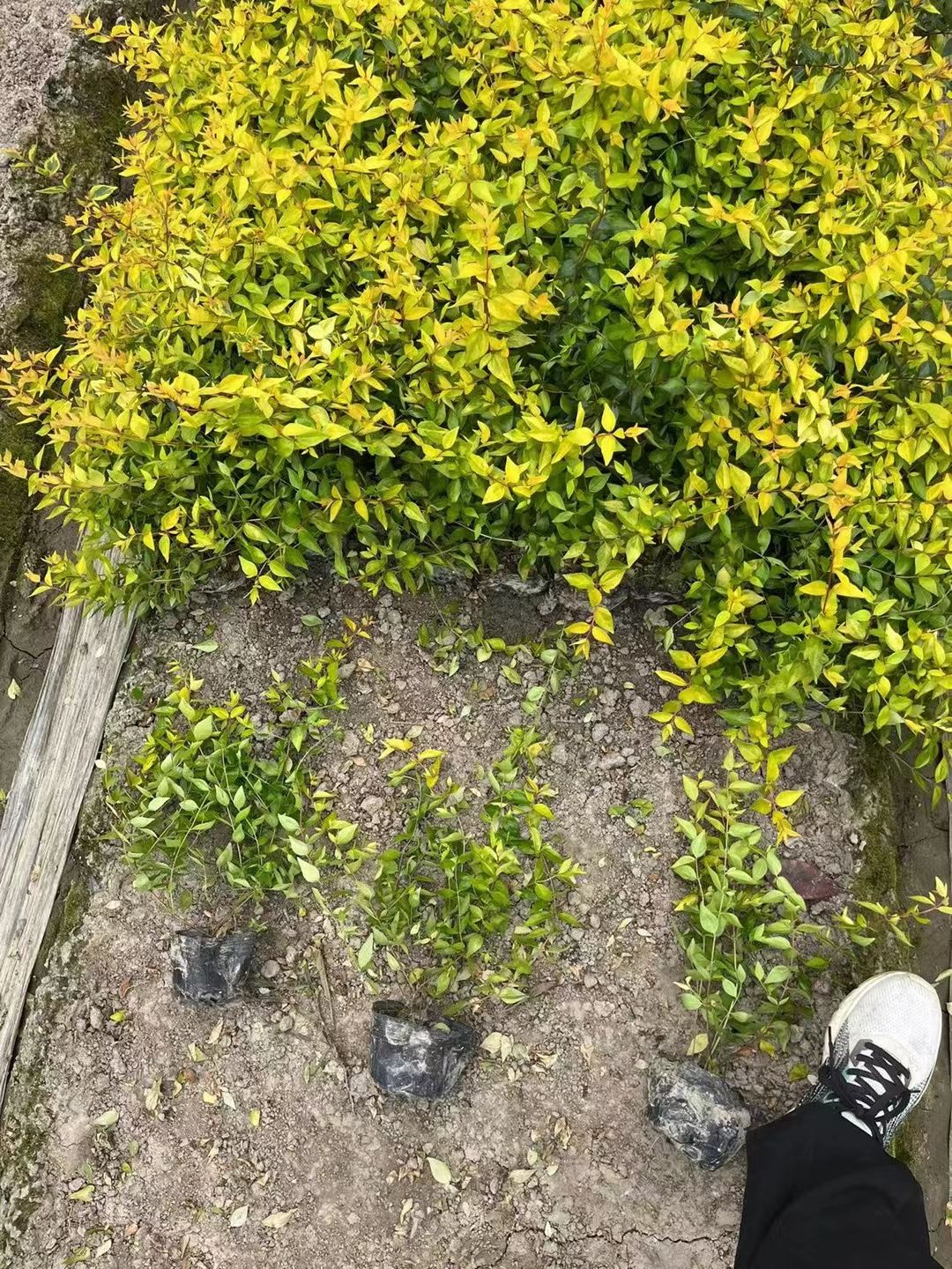 六道木杯苗地苗是园林庭院绿化