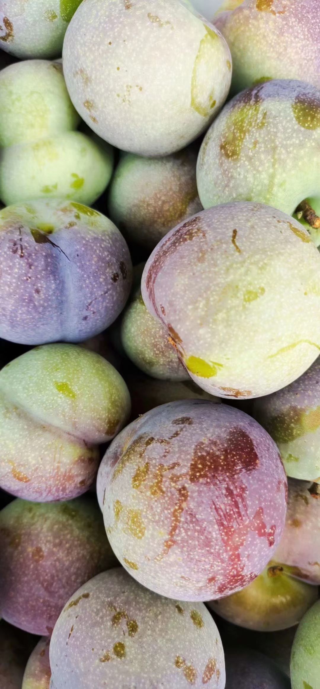 云南半边红李子即将成熟