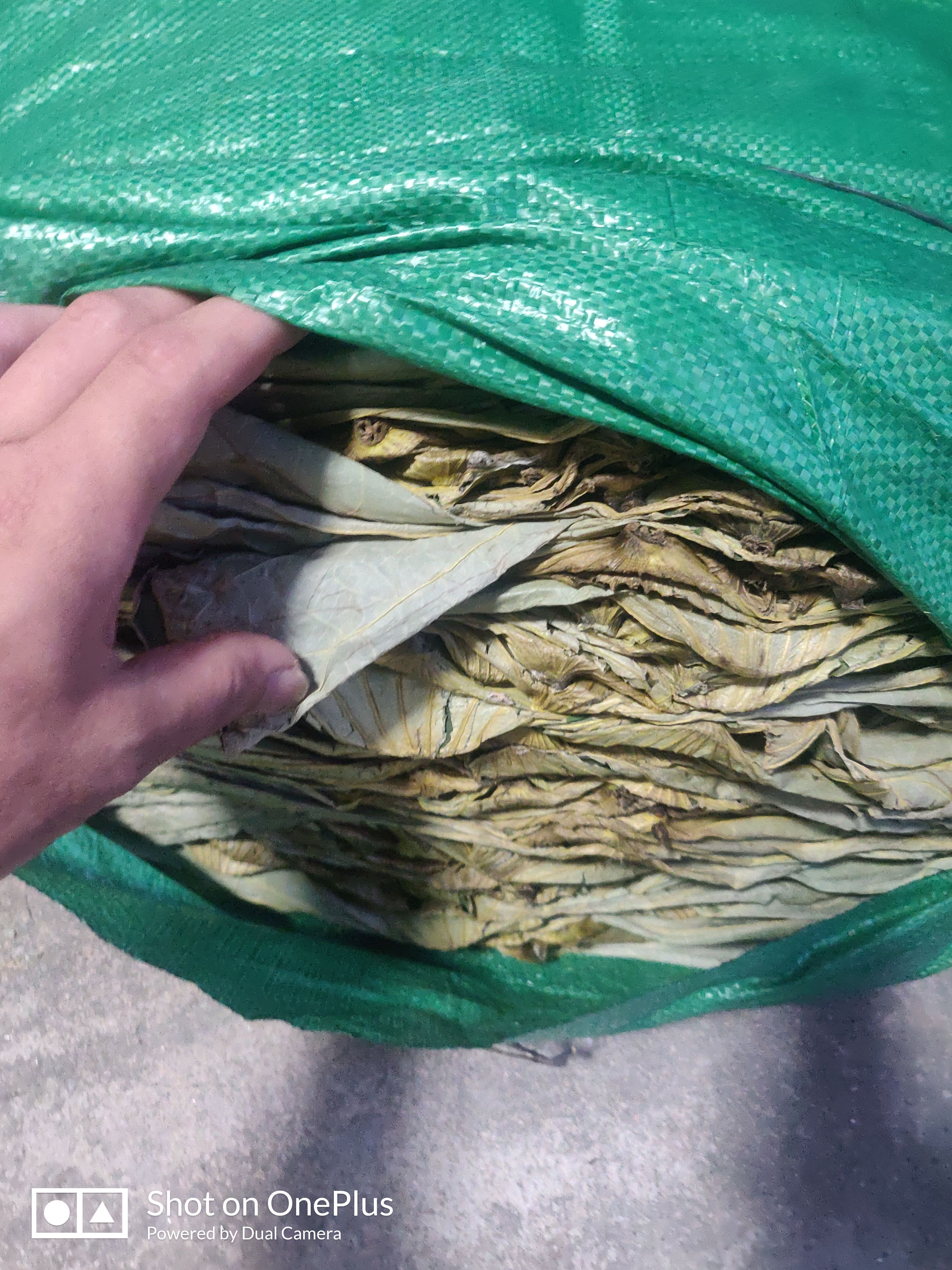 荷叶  产地直销，货真价实！诚信第一！质量保证！