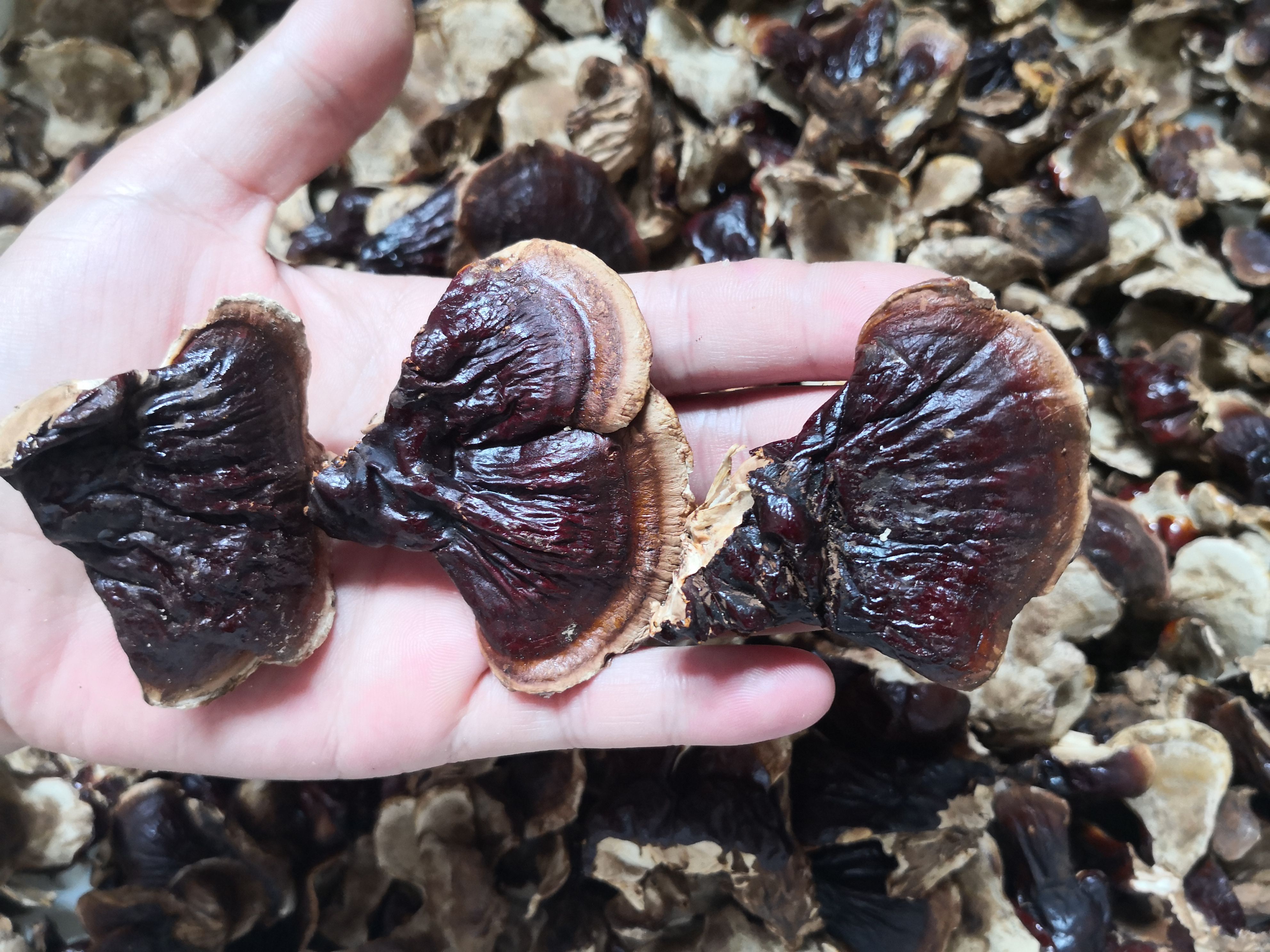 2025 年新货  小金边灵芝  保证质量 山东灵芝种植基地