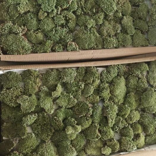 太湖县苔藓青苔