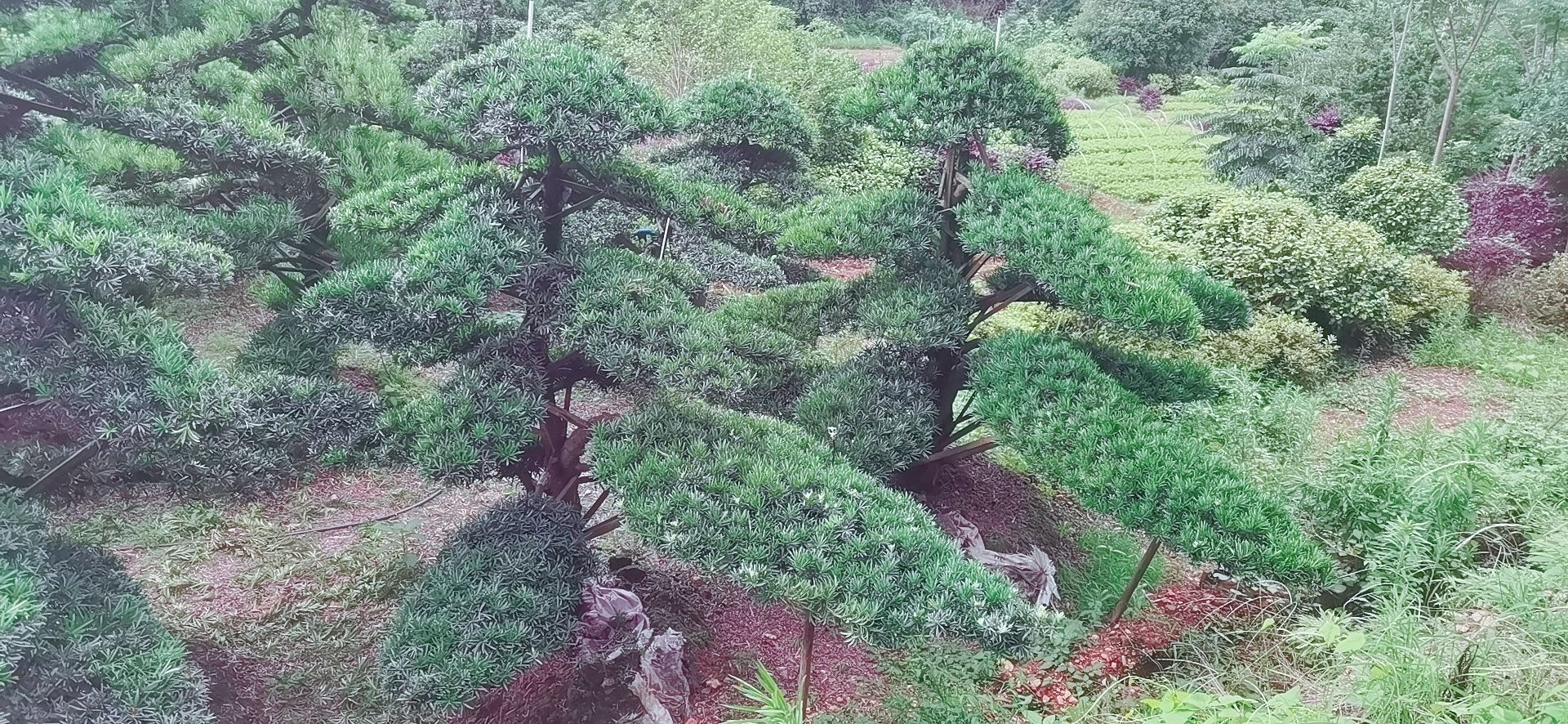 精品造型树 造型罗汉松15-28公分