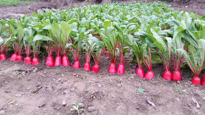 红萝卜种子  短红皮白心萝卜， 自繁种 ，纯度高！
