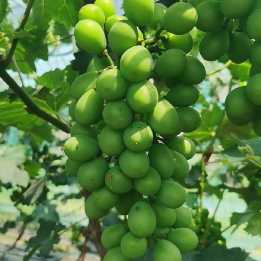 辽峰，阳光玫瑰