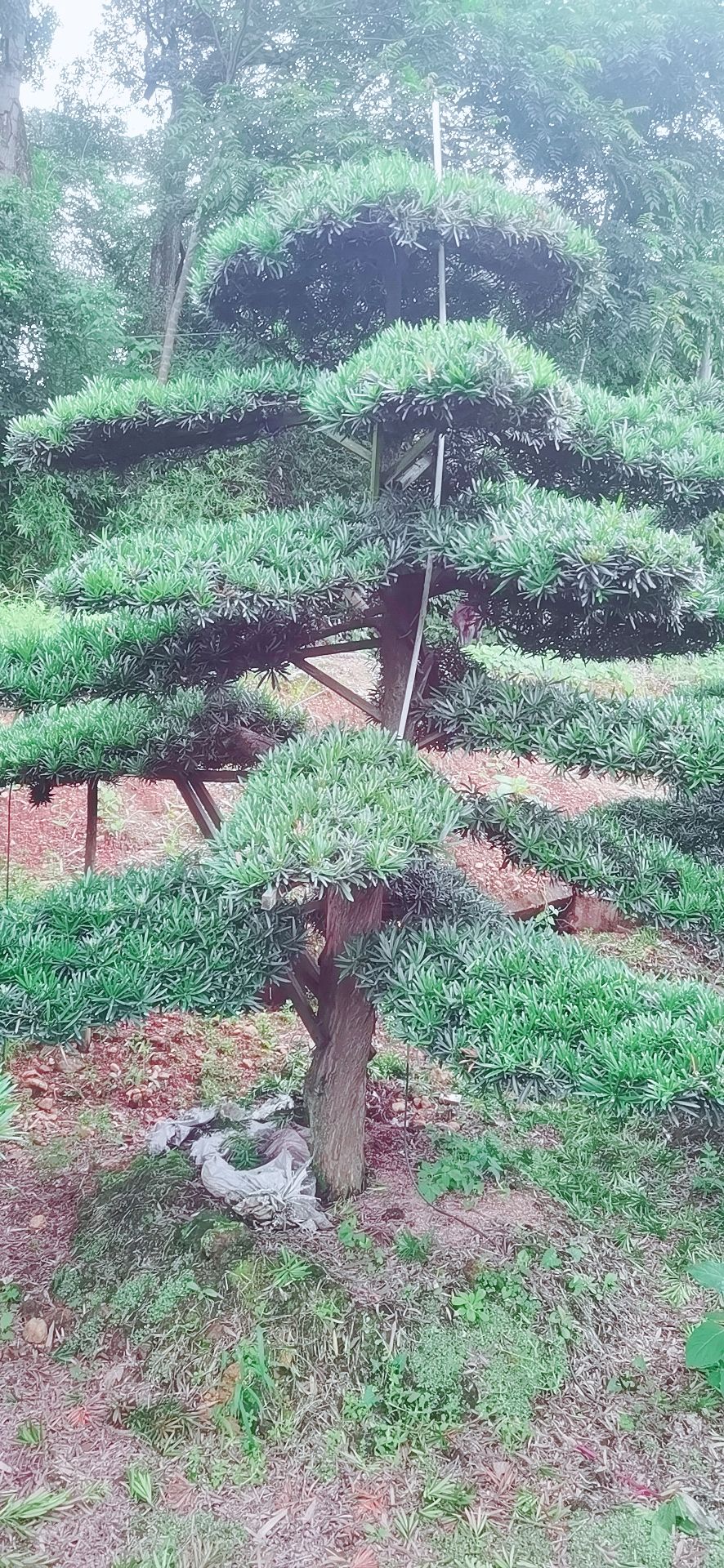 精品造型树 造型罗汉松15-28公分