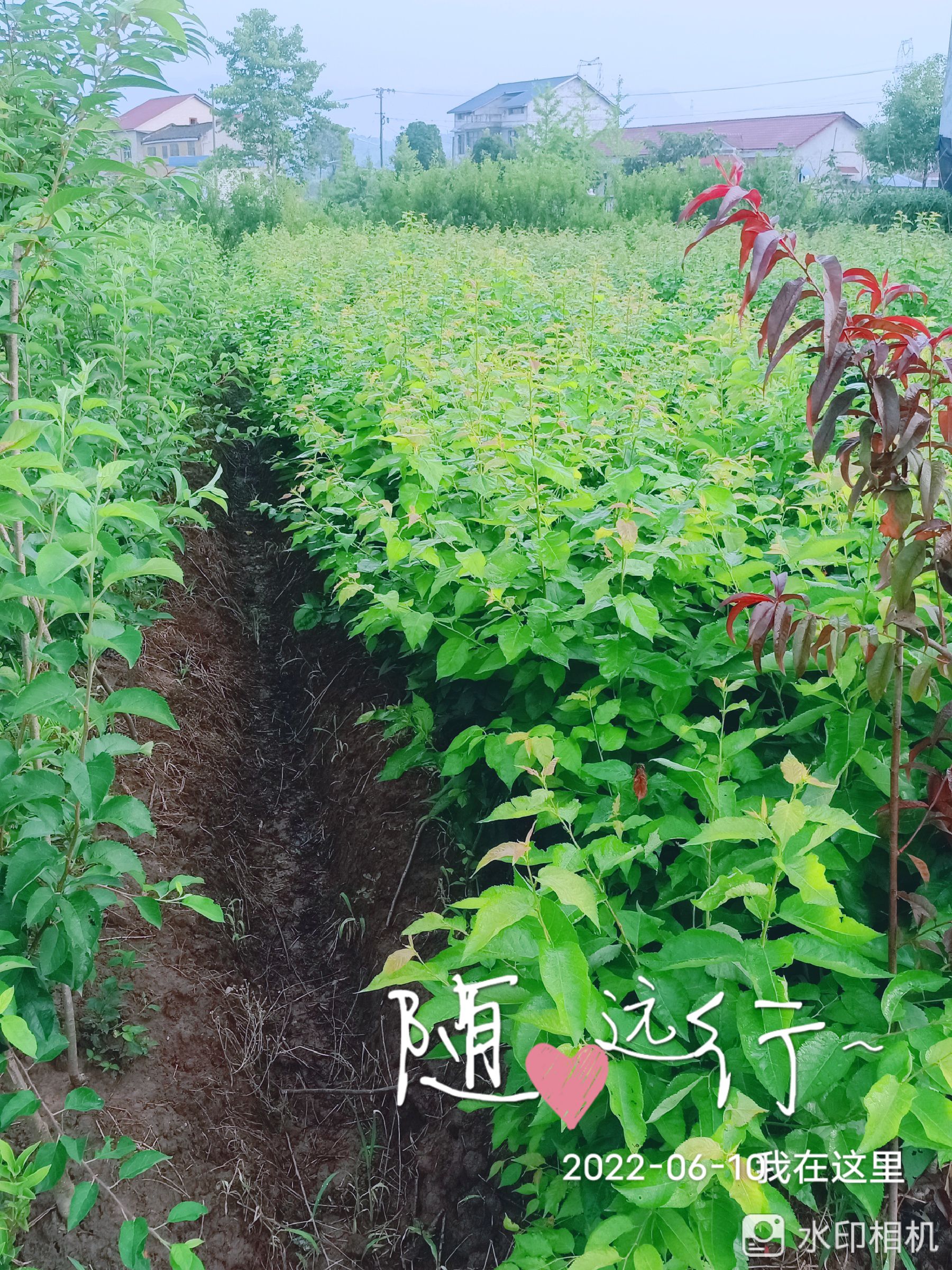 突尼斯软籽石榴树苗