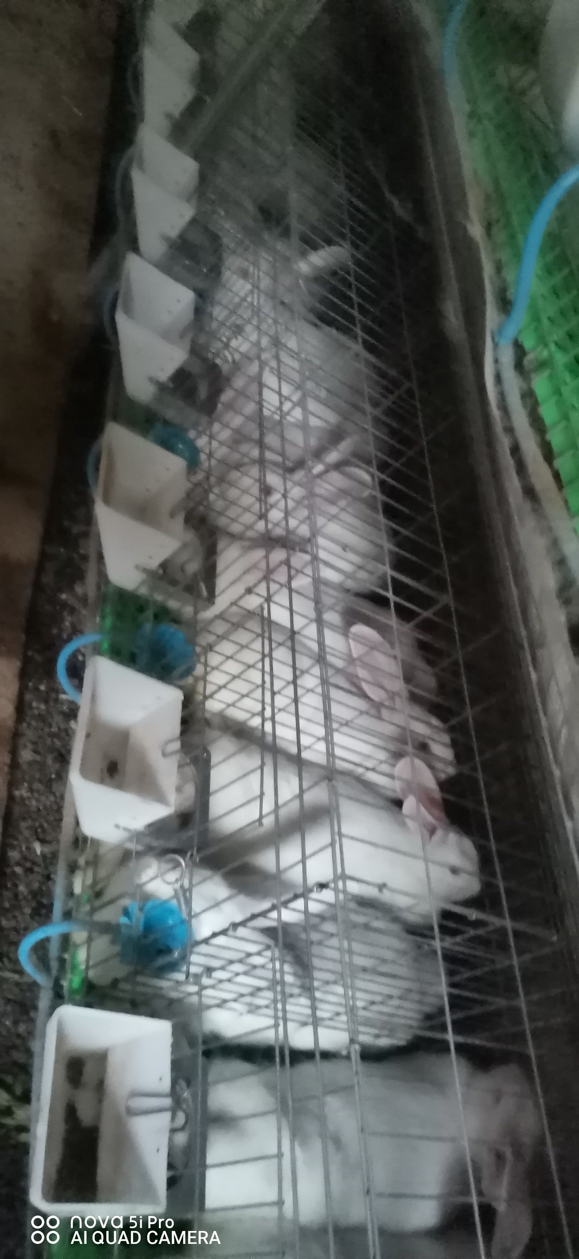 批发伊拉兔，新西兰兔