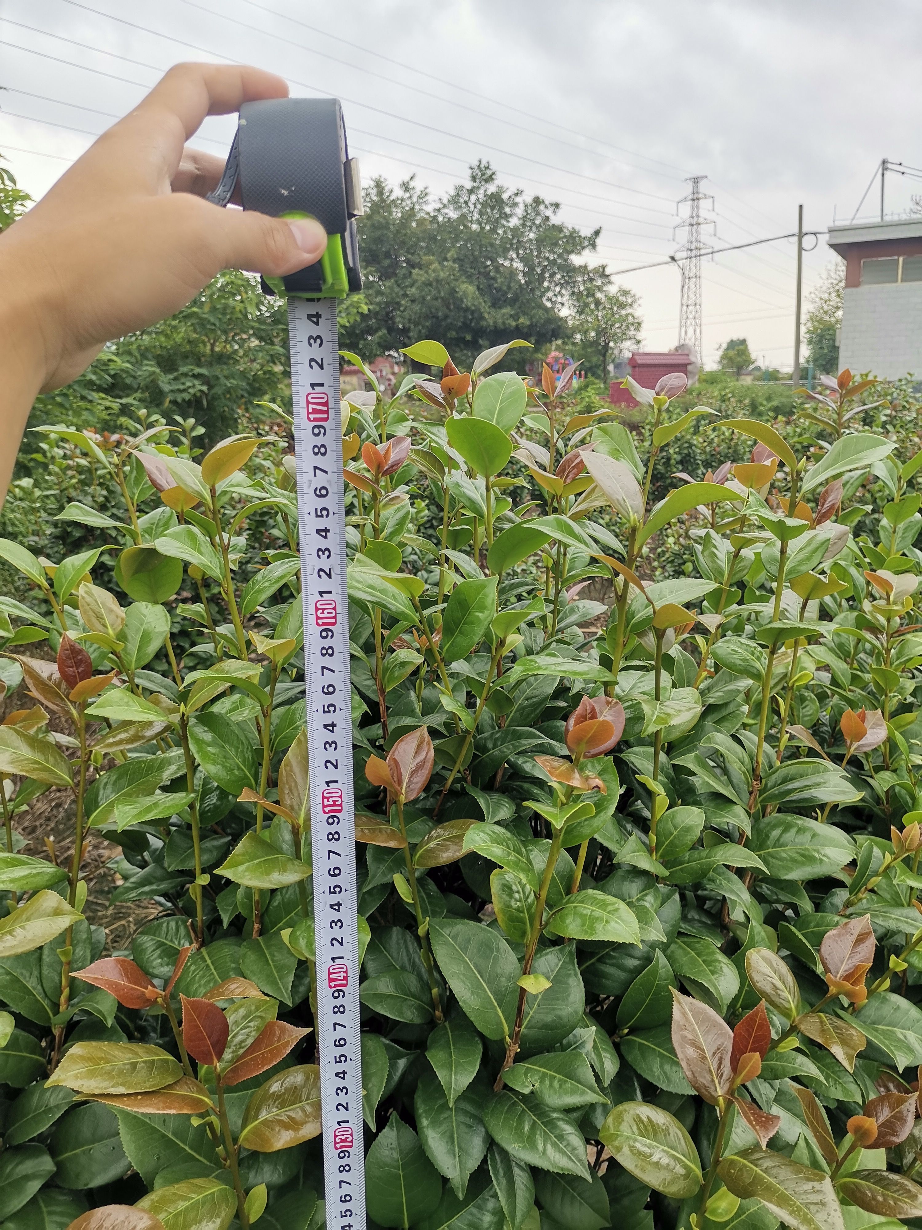 【清货处理】茶花树  茶花（大红茶）