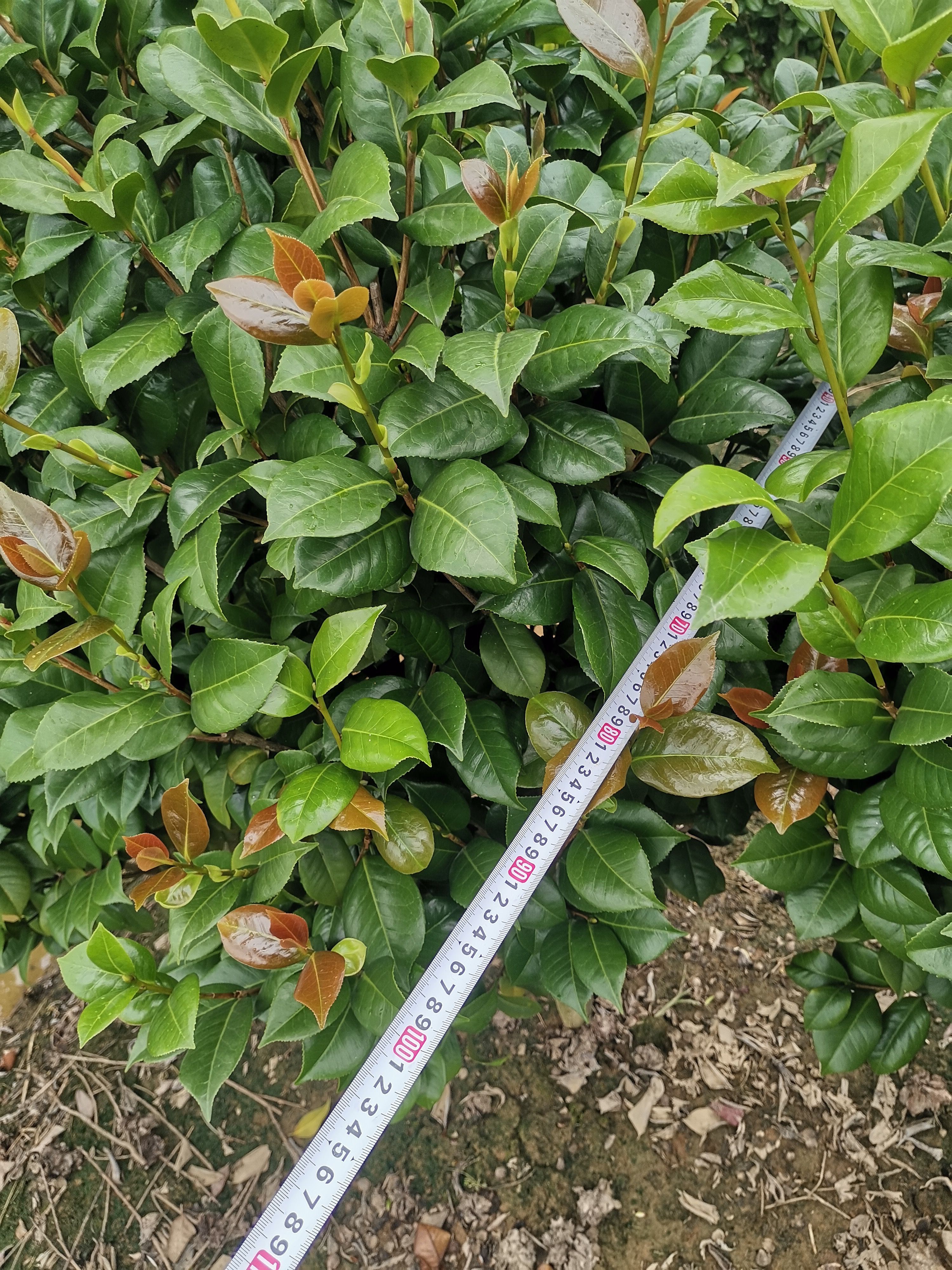 【清货处理】茶花树  茶花（大红茶）