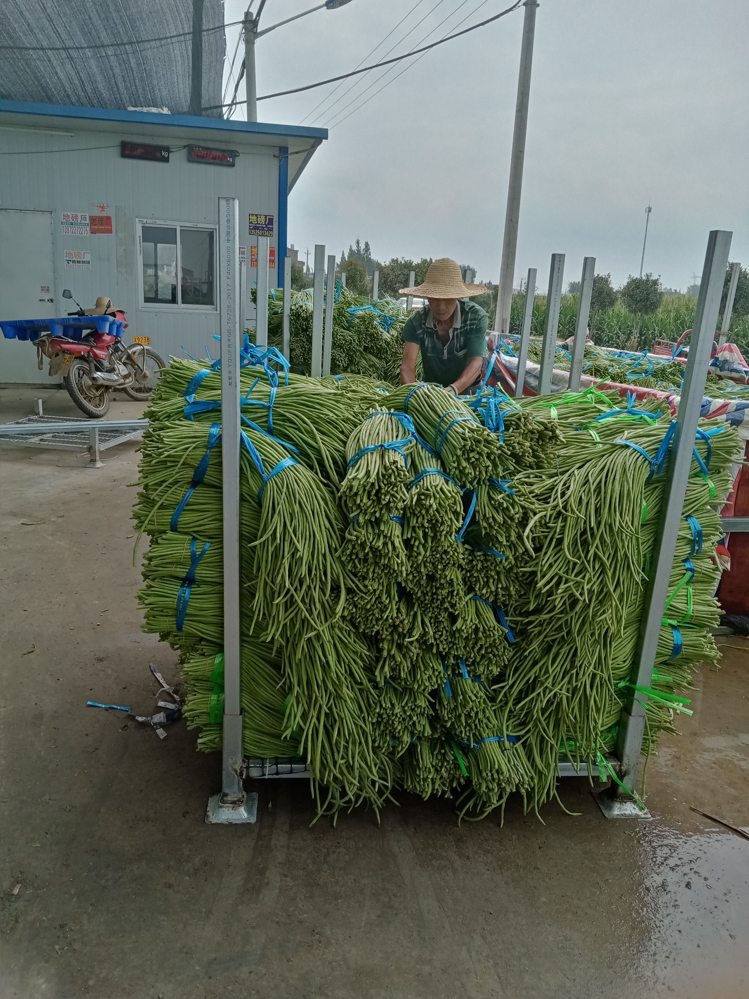 长豆角，通货，精品