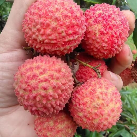 灵山县广西灵山桂味荔枝