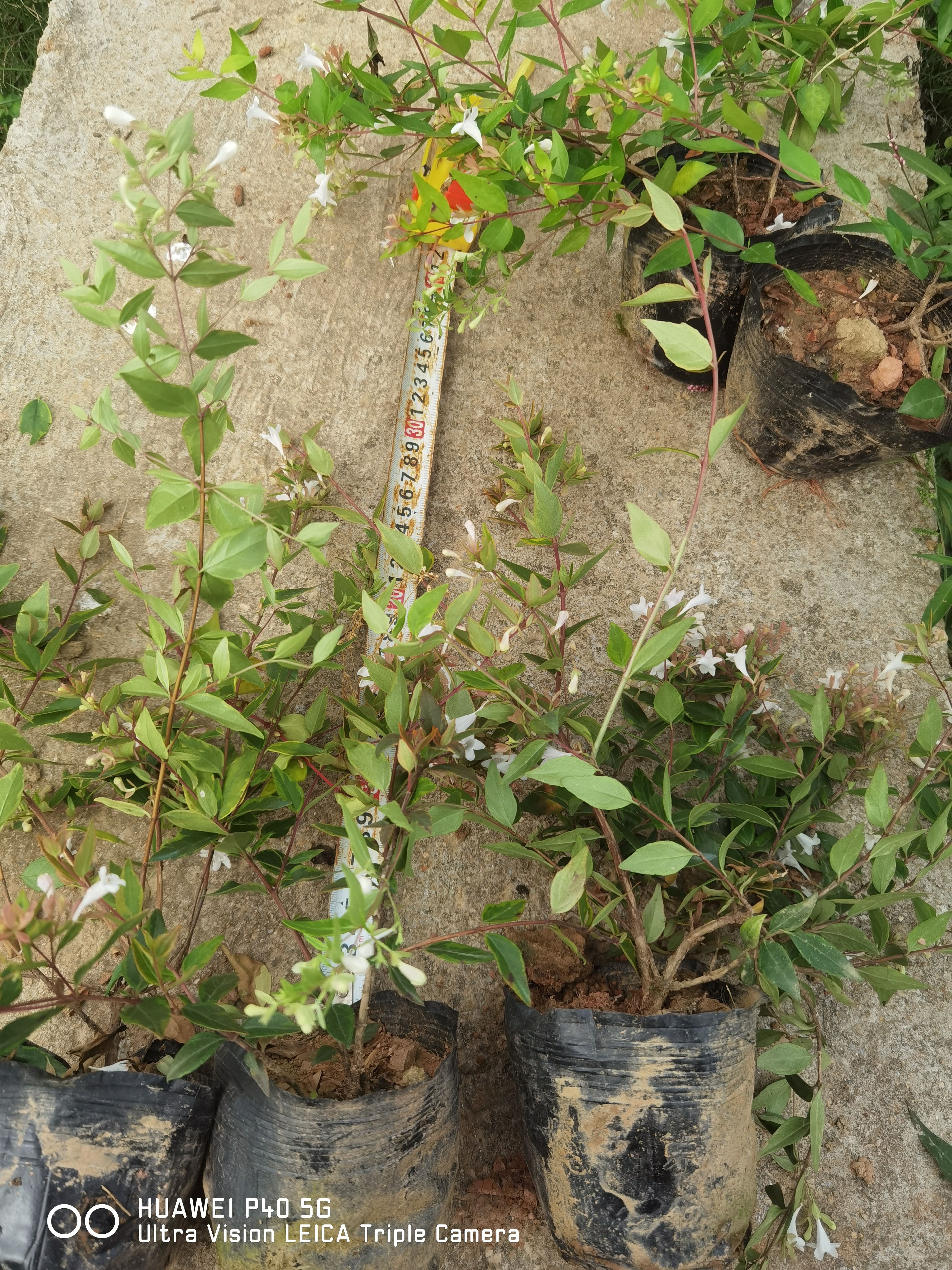 六道木杯苗地苗是园林庭院绿化