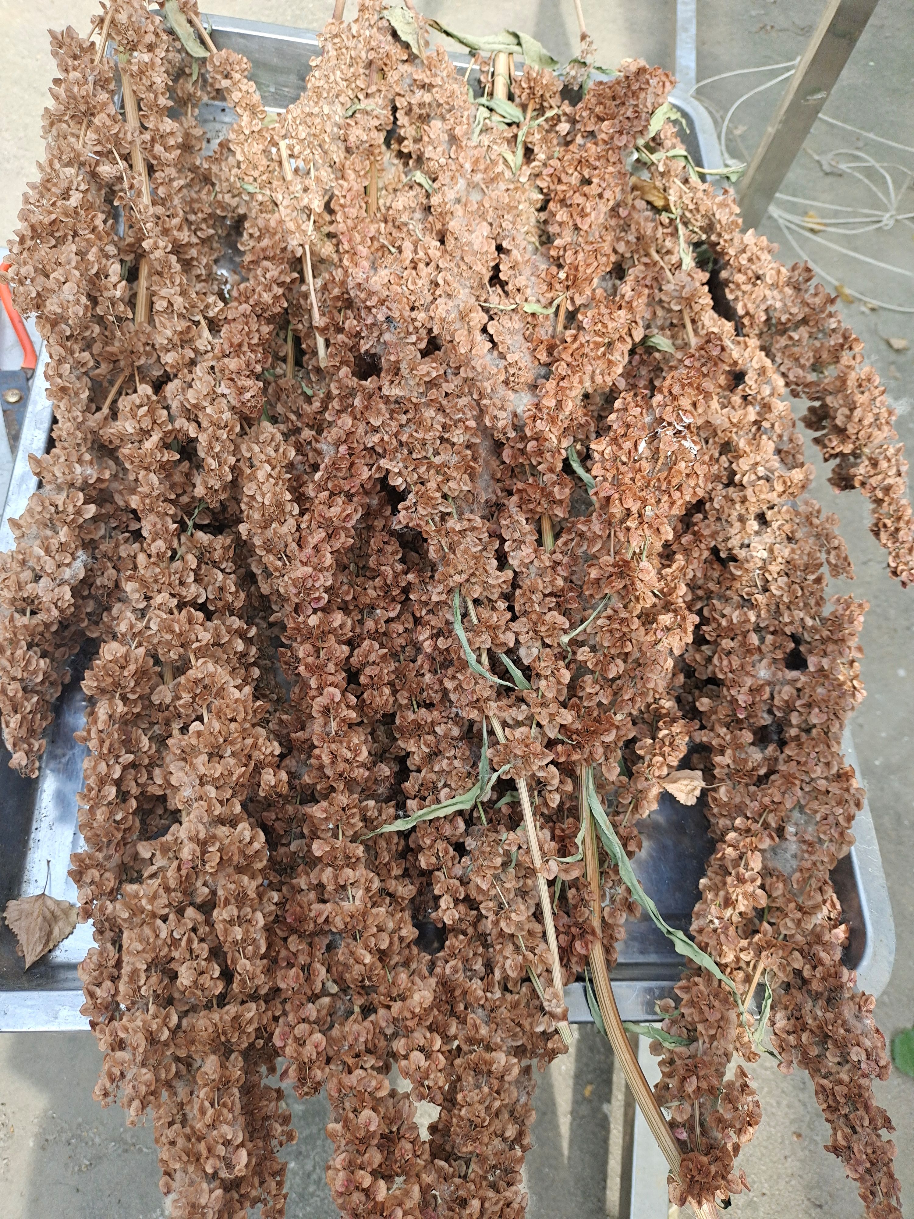 常年供应食叶草种子