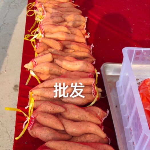 滦州市红薯唐山烟薯25小烟薯